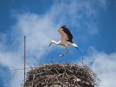 Chimney Caps Prevent Birds from Nesting