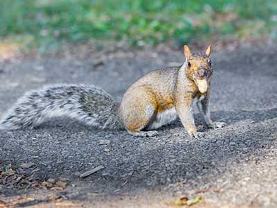 Chase Covers Keep Pests out of Your Chimney