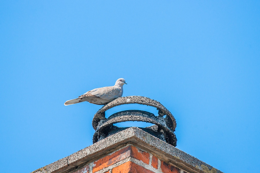 How to Prevent Pests from Homing in Your Chimney