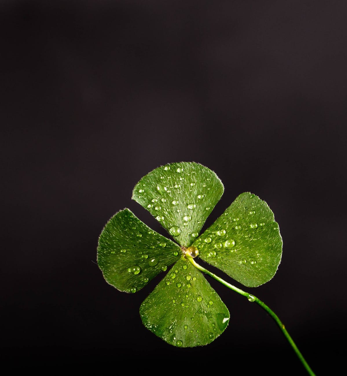 shallow focus photography of four leaf clover